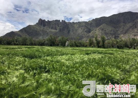 2017年西藏青稞總產(chǎn)量達到79萬噸，占糧食總產(chǎn)量的77%。圖為西藏青稞。　王玉林 攝