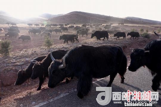 西藏每年存欄約420萬頭牦牛，牦牛產(chǎn)業(yè)發(fā)展是推動西藏畜牧業(yè)可持續(xù)發(fā)展和農(nóng)牧民脫貧致富的重要產(chǎn)業(yè)。圖為西藏牦牛?！O翔 攝