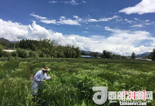 西藏與9家國家重點實驗室合力促青稞增產(chǎn)、牦牛育肥