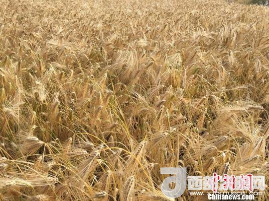 2017年西藏青稞種植面積達210多萬畝，占糧食播種面積的75%。圖為成熟期的青稞?！⊥跤窳?攝