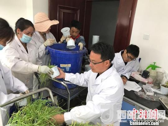 圖為研究員正在調(diào)查青稞感染白粉病情況?！⊥跤窳?攝