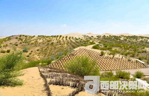 達(dá)拉特旗庫布其沙漠染綠。吳勇攝