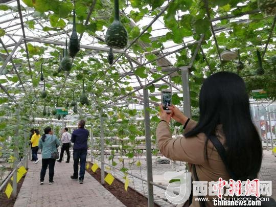 山西省郵政管理局積極推動(dòng)“一市一品”農(nóng)特產(chǎn)品進(jìn)城項(xiàng)目。 資料圖 楊杰英 攝