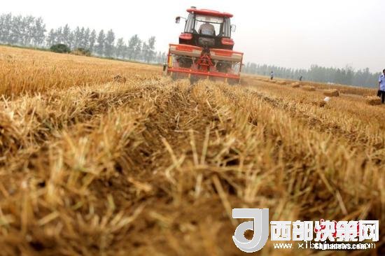 資料圖：收割機進行機械化收割。<a target='_blank'  data-cke-saved- >中新社</a>記者 王中舉 攝