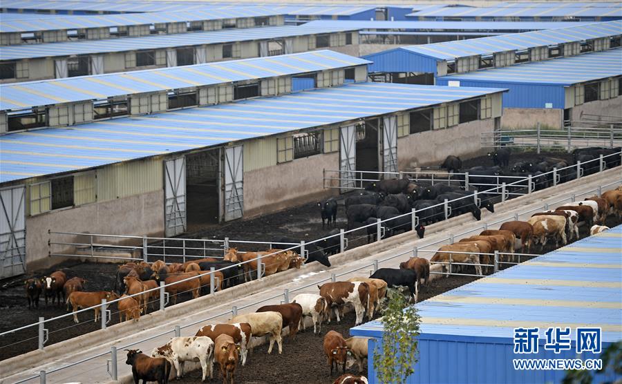 （壯麗70年·奮斗新時代——共和國發(fā)展成就巡禮·圖文互動）（11）生態(tài)美、百姓富——品讀嶄新“寧夏畫卷”