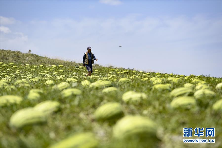 （壯麗70年·奮斗新時代——共和國發(fā)展成就巡禮·圖文互動）（4）生態(tài)美、百姓富——品讀嶄新“寧夏畫卷”