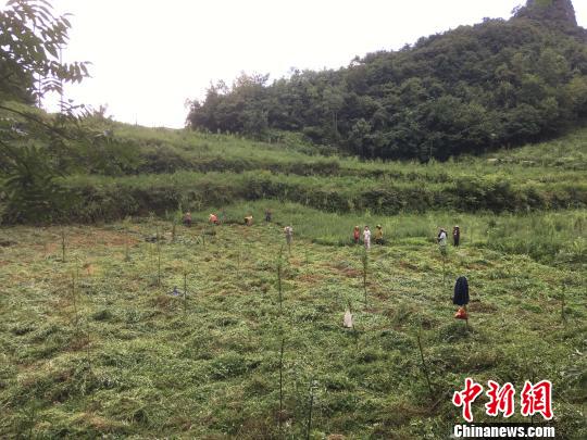 貴州同威生物科技有限公司天麻種植基地?！≈軏?攝