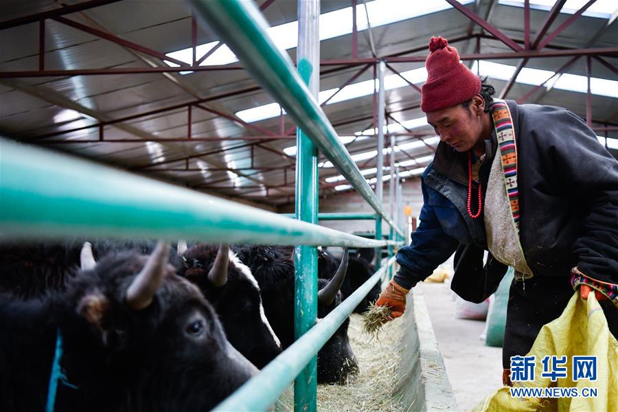 (新華全媒頭條·決戰(zhàn)決勝脫貧攻堅·圖文互動)(11)在青山綠水間跨越千年——青海探索生態(tài)脫貧之路報告