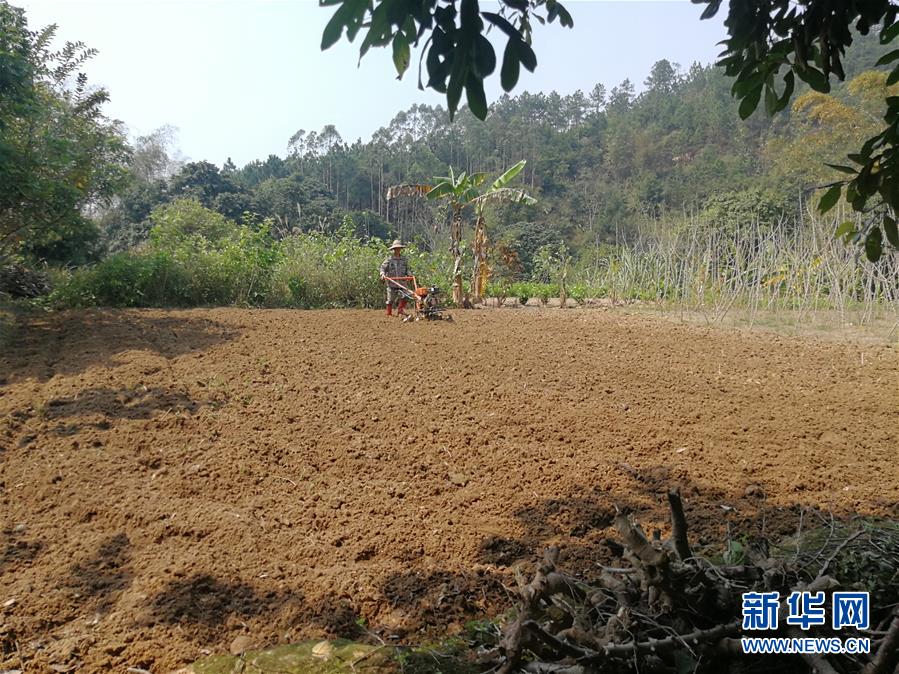 (決戰(zhàn)決勝脫貧攻堅(jiān)·圖文互動)(4)另一種“逆行”——廣西5300余名駐村第一書記提前返崗?fù)渡怼皟删€作戰(zhàn)”