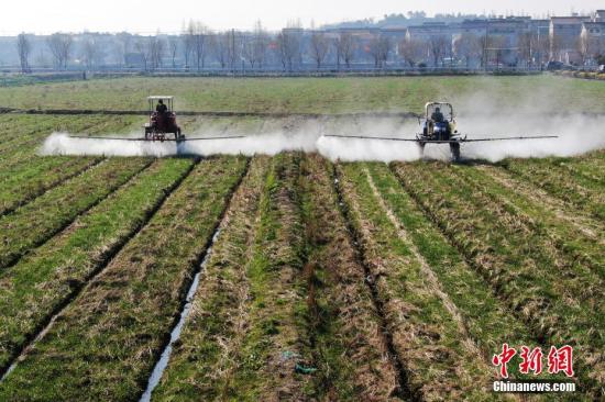 2月20日，南京湖熟街道現(xiàn)代農(nóng)業(yè)示范園區(qū)內(nèi)，工作人員駕駛自走式噴霧機(jī)給小麥噴灑除草劑。泱波 攝