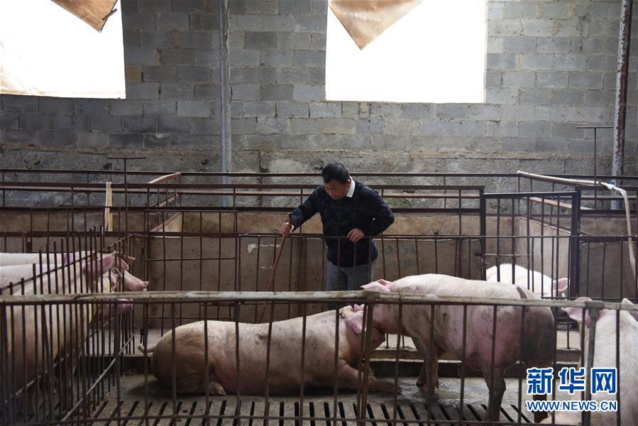 (新華全媒頭條·圖文互動(dòng))(4)刺梨花開(kāi)滿(mǎn)山紅——記在貴州脫貧攻堅(jiān)一線(xiàn)奮斗的殘疾人