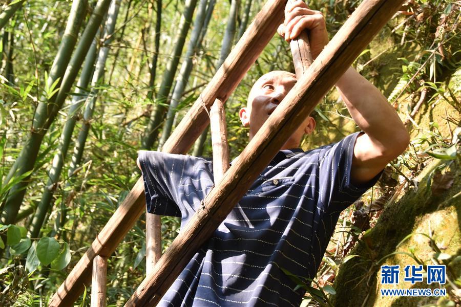 (新華全媒頭條·圖文互動(dòng))(12)刺梨花開(kāi)滿(mǎn)山紅——記在貴州脫貧攻堅(jiān)一線(xiàn)奮斗的殘疾人