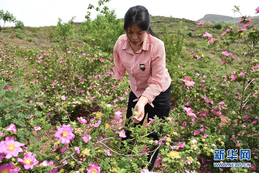 (新華全媒頭條·圖文互動(dòng))(11)刺梨花開(kāi)滿(mǎn)山紅——記在貴州脫貧攻堅(jiān)一線(xiàn)奮斗的殘疾人