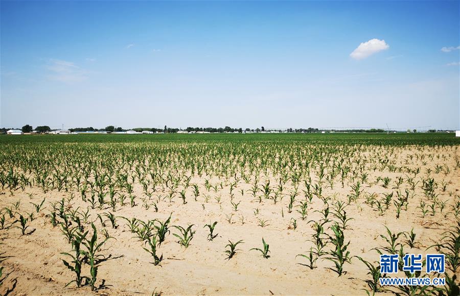 (圖文互動)(1)內蒙古旱情持續(xù)