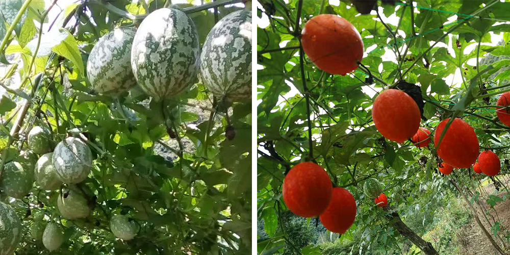 左為處于生長(zhǎng)期的吊瓜，右為成熟的吊瓜（圖源西鄉(xiāng)縣宣傳部）